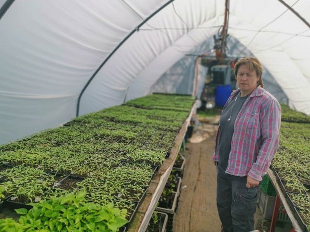 Gemüsegärtnerin Sibylle Siegrist mit Tausenden von Tomatenpflänzchen, die nun pikiert werden müssen. (Bilder David Eppenberger)