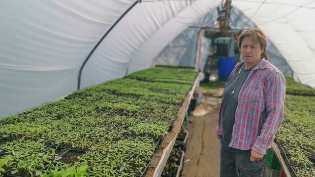 Gemüsegärtnerin Sibylle Siegrist mit Tausenden von Tomatenpflänzchen, die nun pikiert werden müssen. (Bilder David Eppenberger)