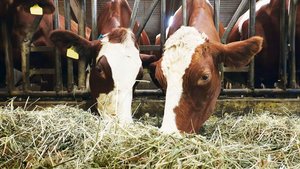 Der Gehalt von Dürrfutter und auch von Silage kann stark variieren. Zusätzlich zum Ernterapport liefert die Laboranalyse Informationen. 