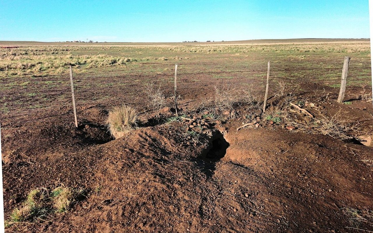 Die Vizcachas, bis zu 7 kg schwere Nagetiere, bereiten Egon Tschol eine Menge Ärger auf seiner Farm. Sie fressen alles, was wächst, und ihre Tunnel und Bauten sind eine Gefahr für das Vieh. 