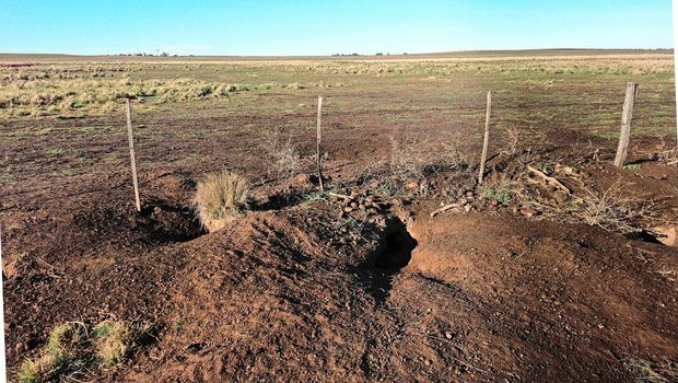 Die Vizcachas, bis z Die Vizcachas, bis zu 7 kg schwere Nagetiere, bereiten Egon Tschol eine Menge Ärger auf seiner Farm. Sie fressen alles, was wächst, und ihre Tunnel und Bauten sind eine Gefahr für das Vieh.