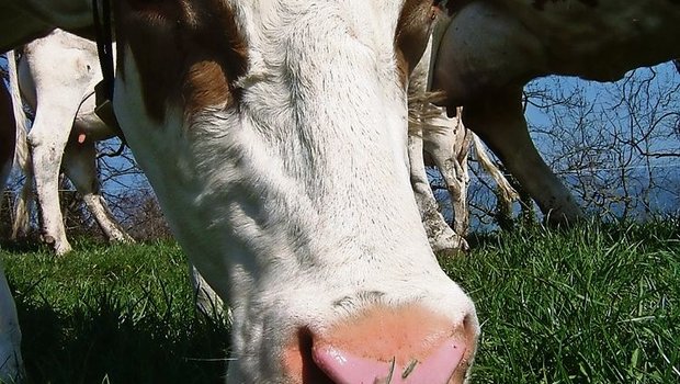 Mit dem Beitrag für graslandbasierte Milch- und Fleischproduktion soll der Standortvorteil «Grasland Schweiz» genutzt werden. (Bild: BauZ)