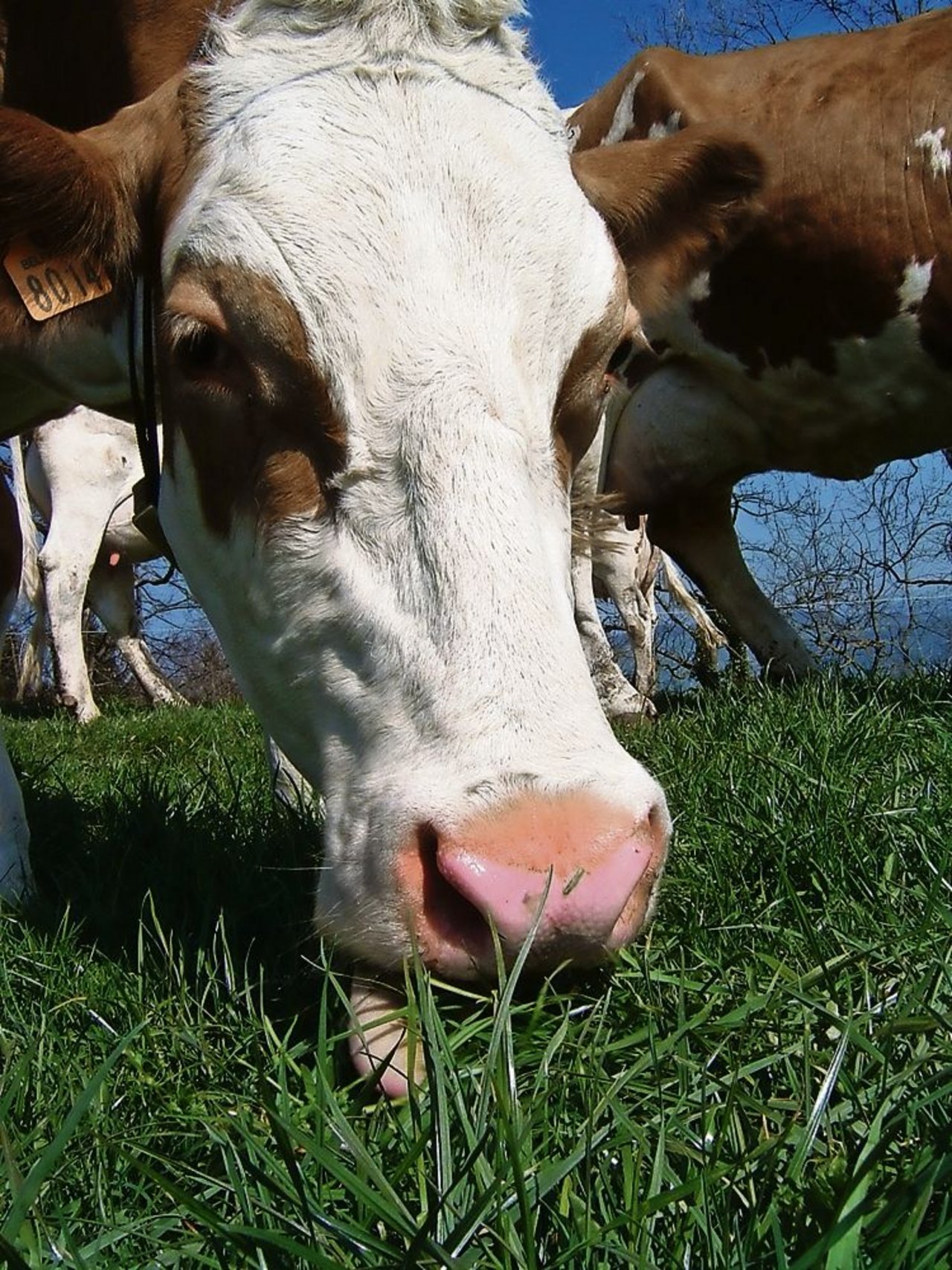 Mit dem Beitrag für graslandbasierte Milch- und Fleischproduktion soll der Standortvorteil «Grasland Schweiz» genutzt werden. (Bild: BauZ)