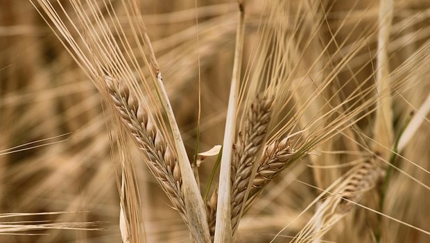 Die Analysen der Getreideernte führt Swiss Granum in Zusammenarbeit mit Agroscope durch. (Bild Pixabay)