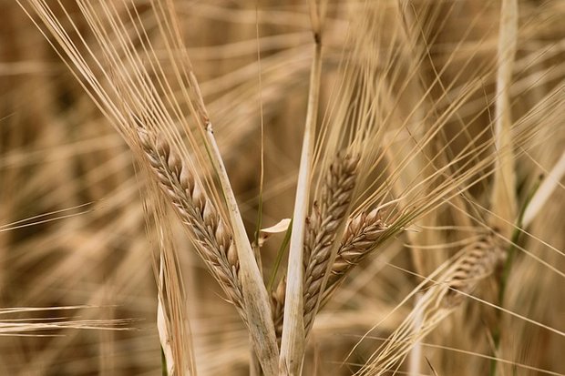 Die Analysen der Getreideernte führt Swiss Granum in Zusammenarbeit mit Agroscope durch. (Bild Pixabay)