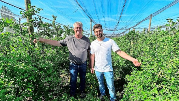 Urs und Ralph Wehrle (v. l.) haben ein Faible für Stachelbeerkulturen. Mit dem Anbau begann Urs Wehrle bereits als 18-Jähriger. 