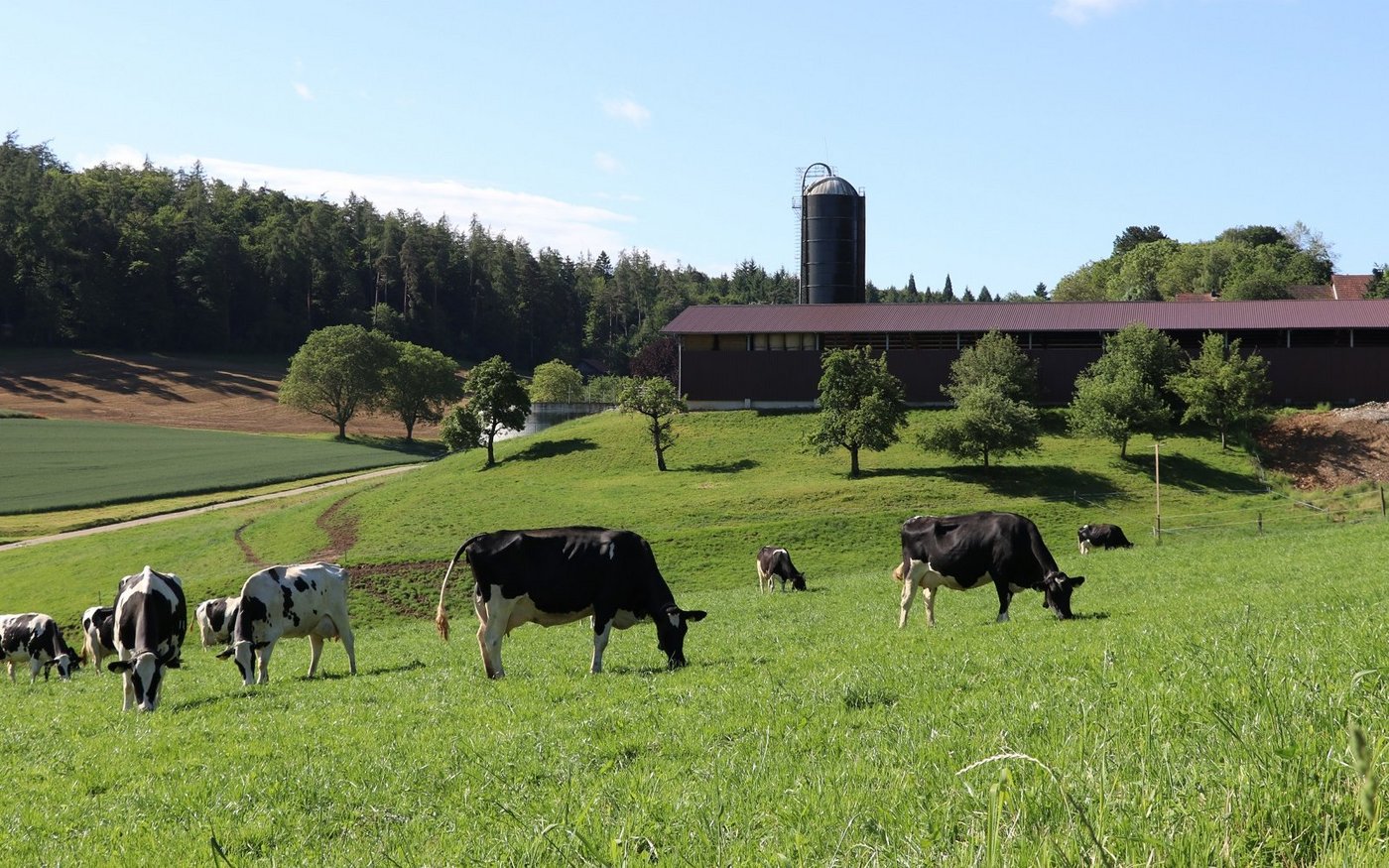 Weiden geht auch mit Roboter. Die Kühe laufen unter dem Raus-Programm. (Bild rae)