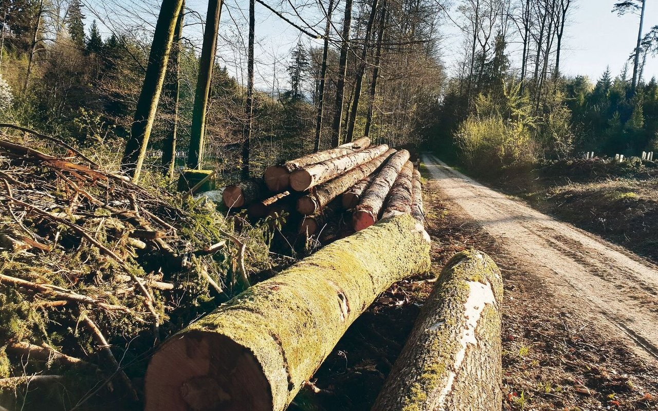 Holz ist gefragt. Dies sei der Moment, um alle Sortimente preislich gut zu vermarkten, hiess es an der Mitgliederversammlung von Wald Luzern.