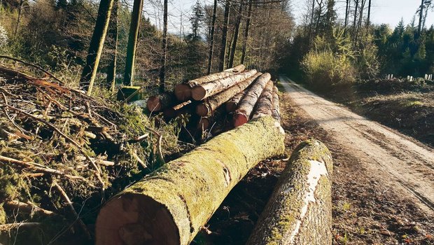 Holz ist gefragt. Dies sei der Moment, um alle Sortimente preislich gut zu vermarkten, hiess es an der Mitgliederversammlung von Wald Luzern.