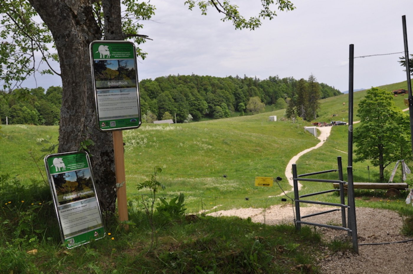 Vor betreten der Weide soll Wanderer/Wandererin die Herde beobachten. 