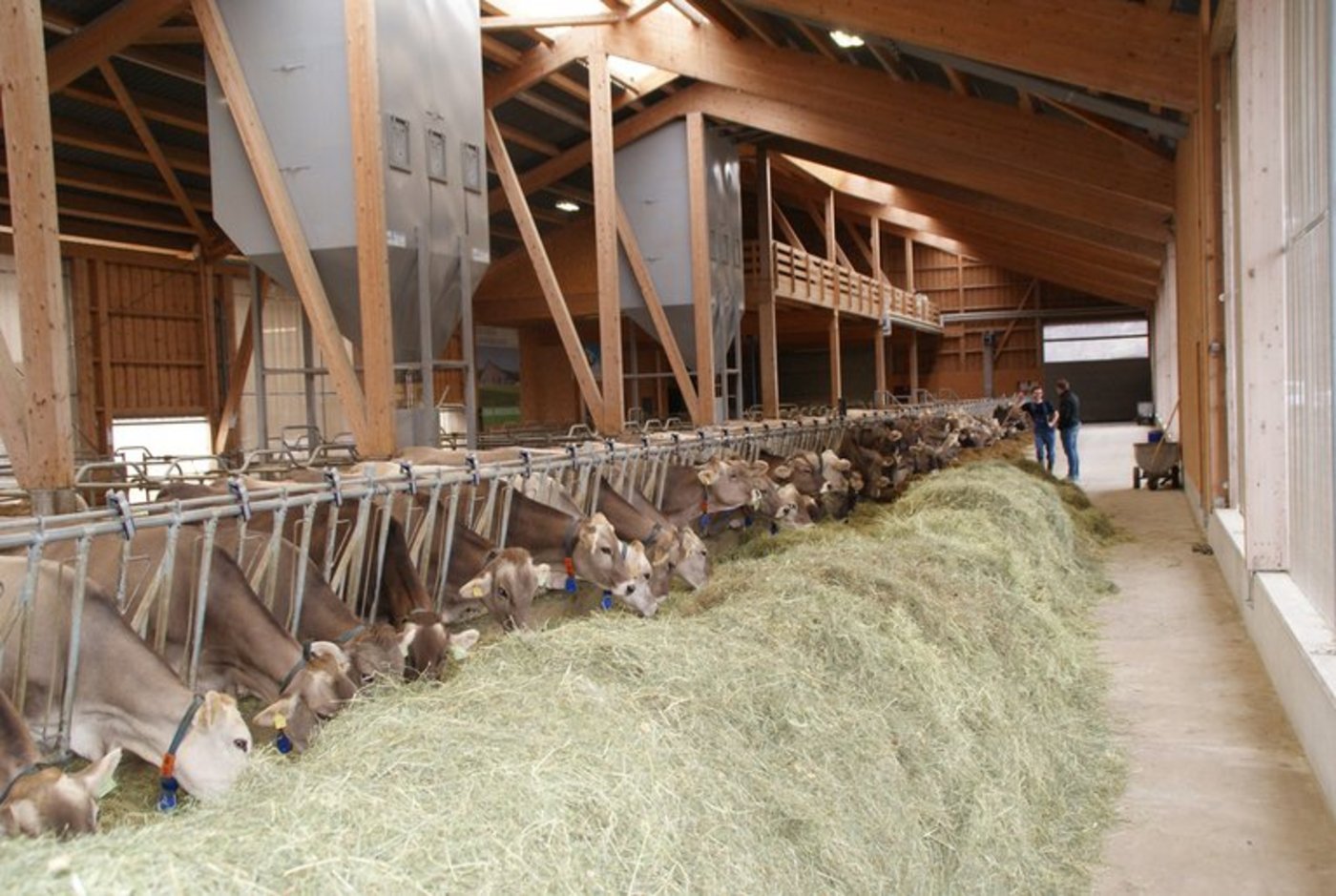 Kühe, die Raufutter fressen, sind nicht in Konkurrenz mit Nahrungsmitteln für den Menschen. (Bild Michael Götz) 