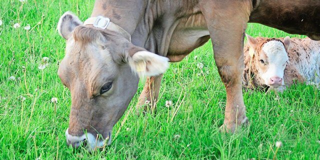 Auf PFAS-belasteten Böden darf nicht mehr geweidet werden. Der Kanton St. Gallen will mit einem Sonderkredit unter anderem auch Zukäufe von unbelastetem Heu und Silage finanziell abfedern.