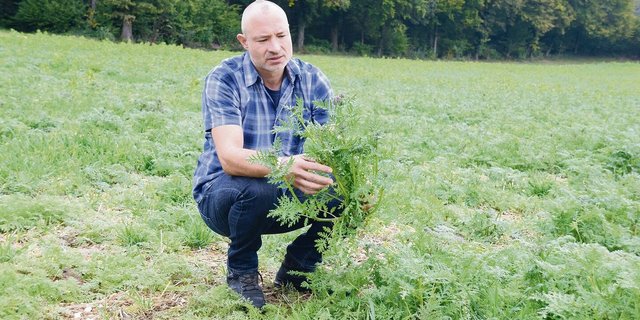 Daniel Zürcher hier auf einem Feld, auf dem er nach der Getreideernte eine Gründüngung angesät hat. 