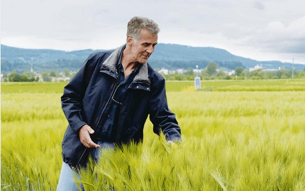 Hans Hirschi steht in den Gerstenversuchen der Feldtage 2020. Dass die Bestände eher schwach sind, werden die Landwirte aufgrund der Absage nicht vor Ort sehen können. (Bild Martina Rüegger)