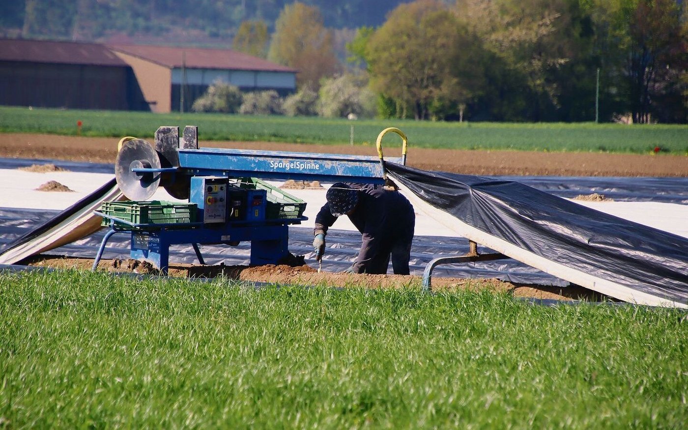 Spargelstechen ist ein Knochenjob, aber es gibt Erntehilfsmittel wie hier die Spargelspinne. Sie hebt die Folie auf und legt sie nach dem Stechvorgang wieder zurück auf den Damm. 