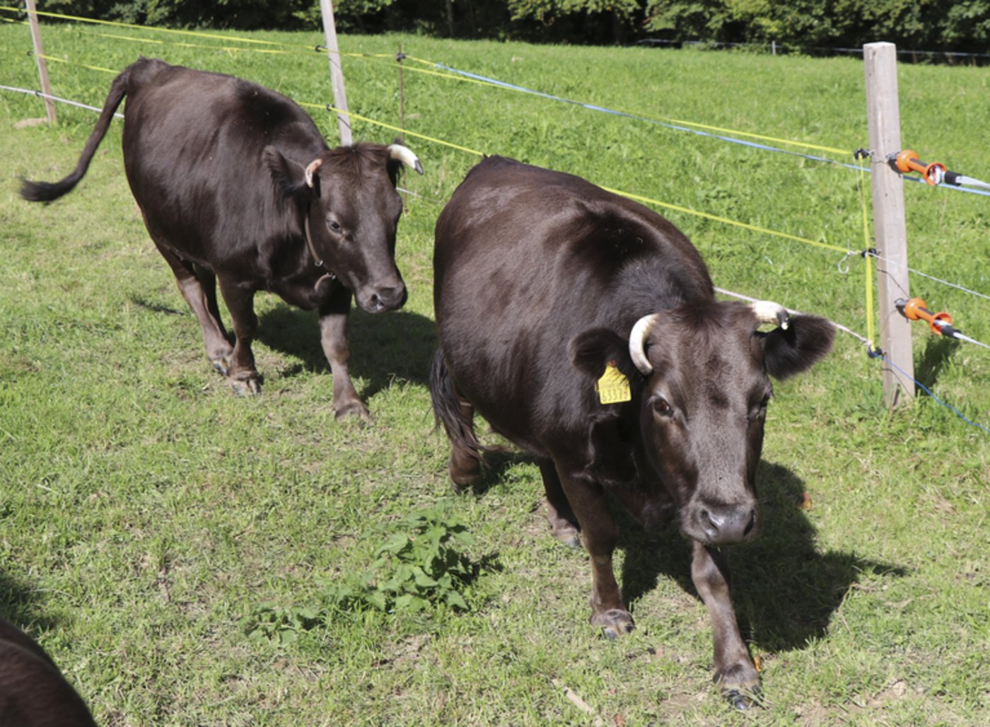 Die beiden Mutterkühe Enzian und Mara sind aktuell trächtig.