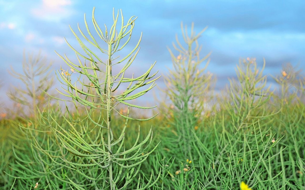 Der Raps im Fokus: an der Versuchsbesichtigung der Landi Agro drehte sich vieles um die nachgefragte Ölpflanze. 