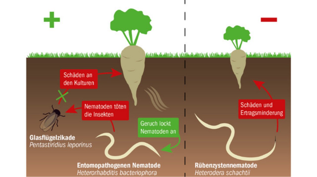 Nematode ist nicht gleich Nematode bauernzeitung.ch BauernZeitung