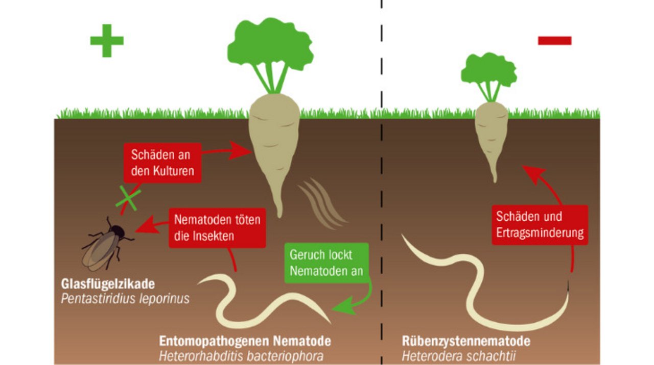 Links in der Grafik: Eine entomopathogene Nematode, die Schädlinge tötet und somit im Zuckerrübenbau vorteilhaft ist. Rechts ist die Rübenzystennematode abgebildet. (Grafik mi/Quelle Agroscope)