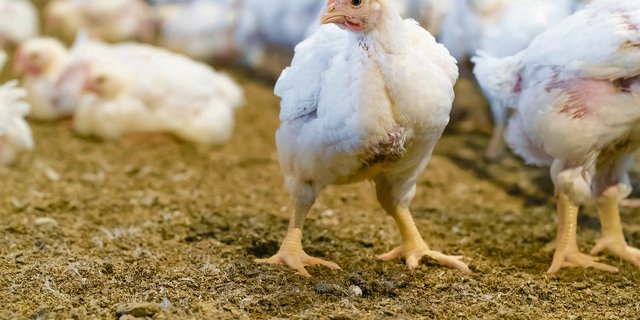 Wer im Hinblick auf die neue AP auf dem Betrieb einen zu hohen Nährstoffanfall hat, sollte sich jetzt beraten lassen. (Bild Archiv BauZ)