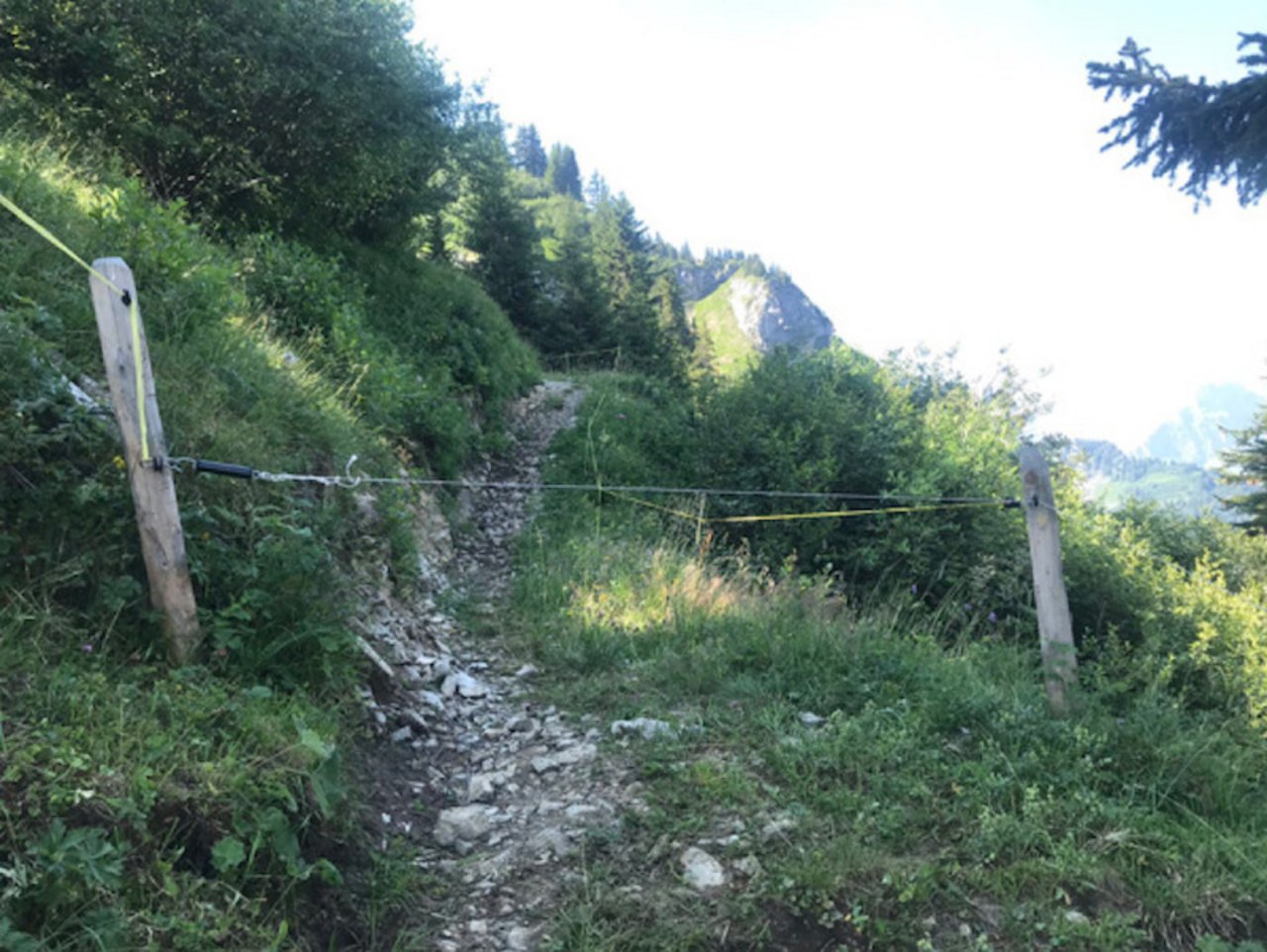 Steiler Aufstieg zum Saasberg, der obersten Staffel von Alp Bodmen.