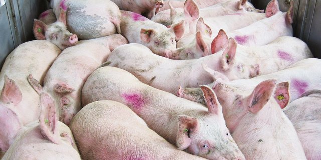 Im Transportfahrzeug muss die Mindestfläche pro Tier eingehalten werden. Überfüllte Abteile führen zu Stress und Kreislaufproblemen beim Tier. (Bild Kontrolldienst STS)