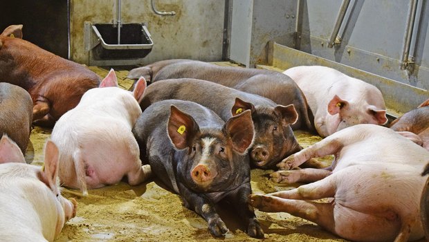 Label-Schlachtschweine sind in den vergangenen Jahren grösser geworden. Das hat Folgen auf den Tierschutz.(Bild Daniela Joder)