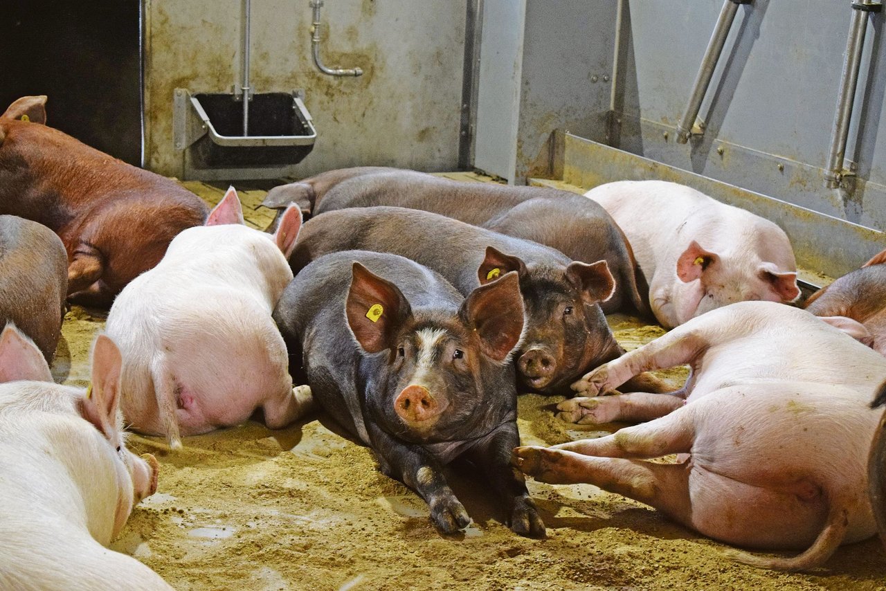 Label-Schlachtschweine sind in den vergangenen Jahren grösser geworden. Das hat Folgen auf den Tierschutz.(Bild Daniela Joder)