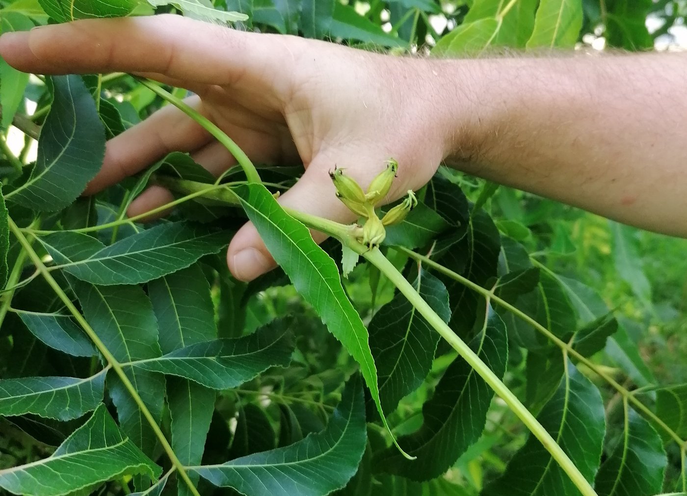 «Der Pecannussbaum gedeiht hier gut» meint Stefan Griesser. (Bild Belinda Balmer)