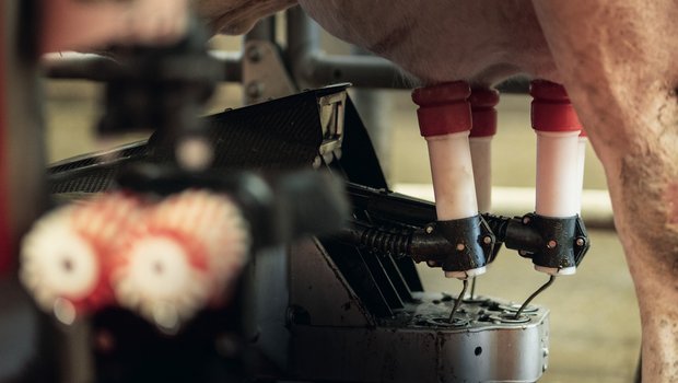 Wird das Melkzeug mit dem Roboter automatisch ans Euter gehängt, entfällt für den Landwirt morgens und abends viel Routinearbeit. Bild: Pia Neuenschwander