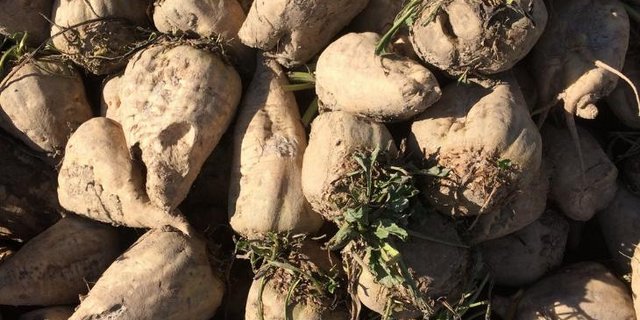 Ob eine oder beide Anlagen laufen, sei «unerheblich», schlussfolgert der Bundesrat. (Bild BauernZeitung/sjh) 