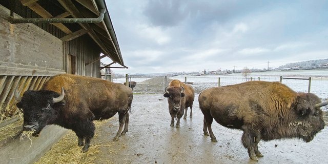 Präriebisons sind imposante Erscheinungen. Sie verbringen den Grossteil ihres Lebens im Freien; den Stall schätzen sie vor allem im Sommer, wenn er ihnen Schatten bietet. Im Winter schützt sie ihr dickes Winterfell vor der Kälte.(Bild lja)