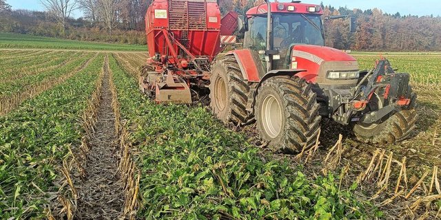 Nachdem der Körnermais aus dem Staffelkulturanbau geerntet wurde, folgte ein paar Wochen später dann die Zuckerrübenernte mit dem zweireihigen Rübenroder. 