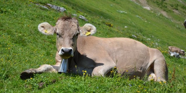 Original Braune wurden einst mit Verwandten aus Amerika gekreuzt. Das Ziel war mehr Milch pro Kuh. (Bild BauZ)