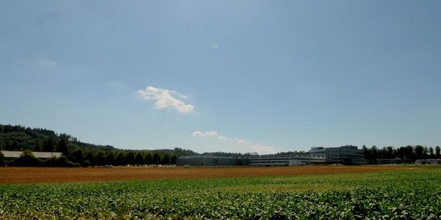 Darbende Zuckerrüben bei Seon AG: Auch ein später einsetzender Regen nach der diesjährigen Hitzewelle kann die bisherigen Ertragsverluste nicht mehr kompensieren. (Bilder Andreas Walker)