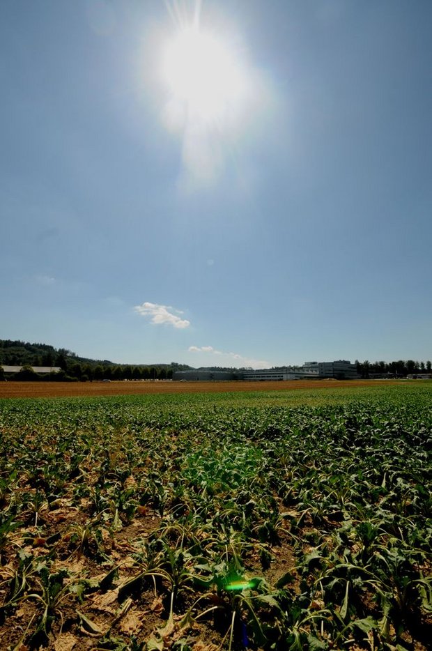Darbende Zuckerrüben bei Seon AG: Auch ein später einsetzender Regen nach der diesjährigen Hitzewelle kann die bisherigen Ertragsverluste nicht mehr kompensieren. (Bilder Andreas Walker)
