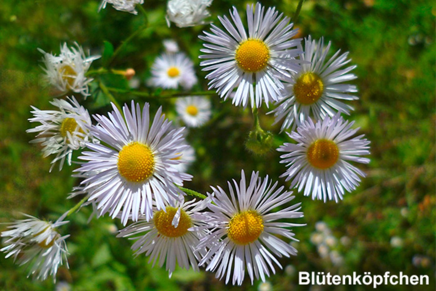 Das einjährige Berufkraut. (Bild www.neophyt.ch)