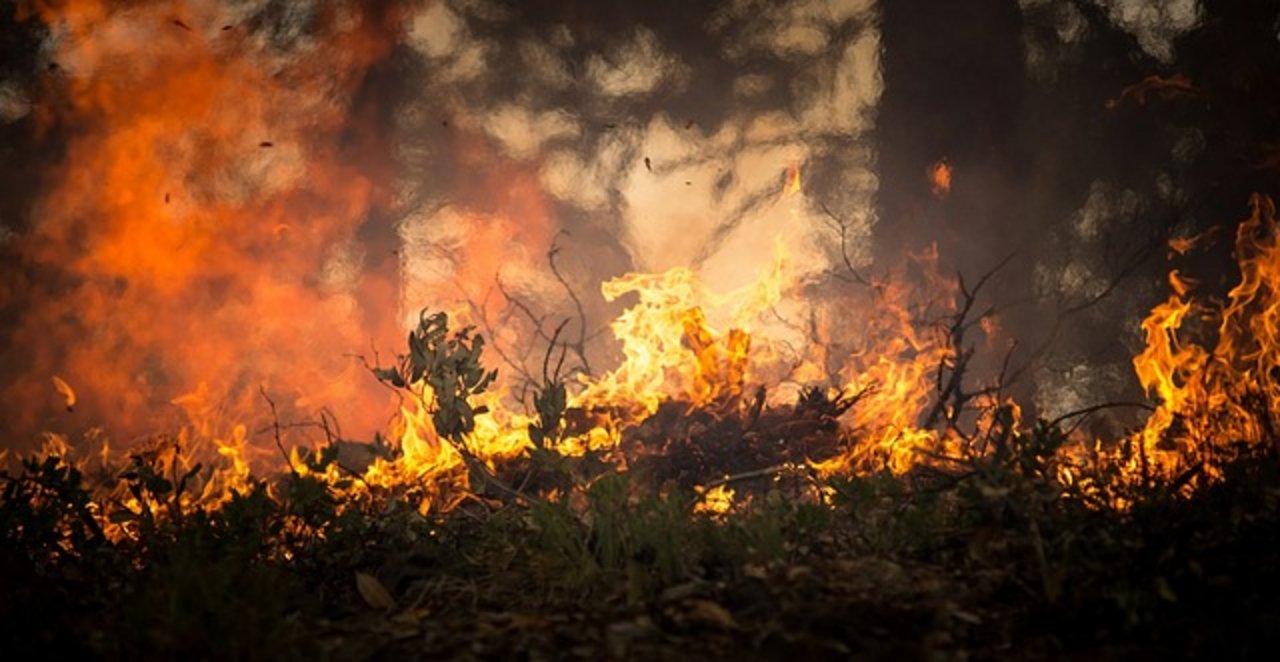Die Brände im Amazonas-Regenwald sind einer der Gründe für die Petition. (Symbolbild Pixabay)