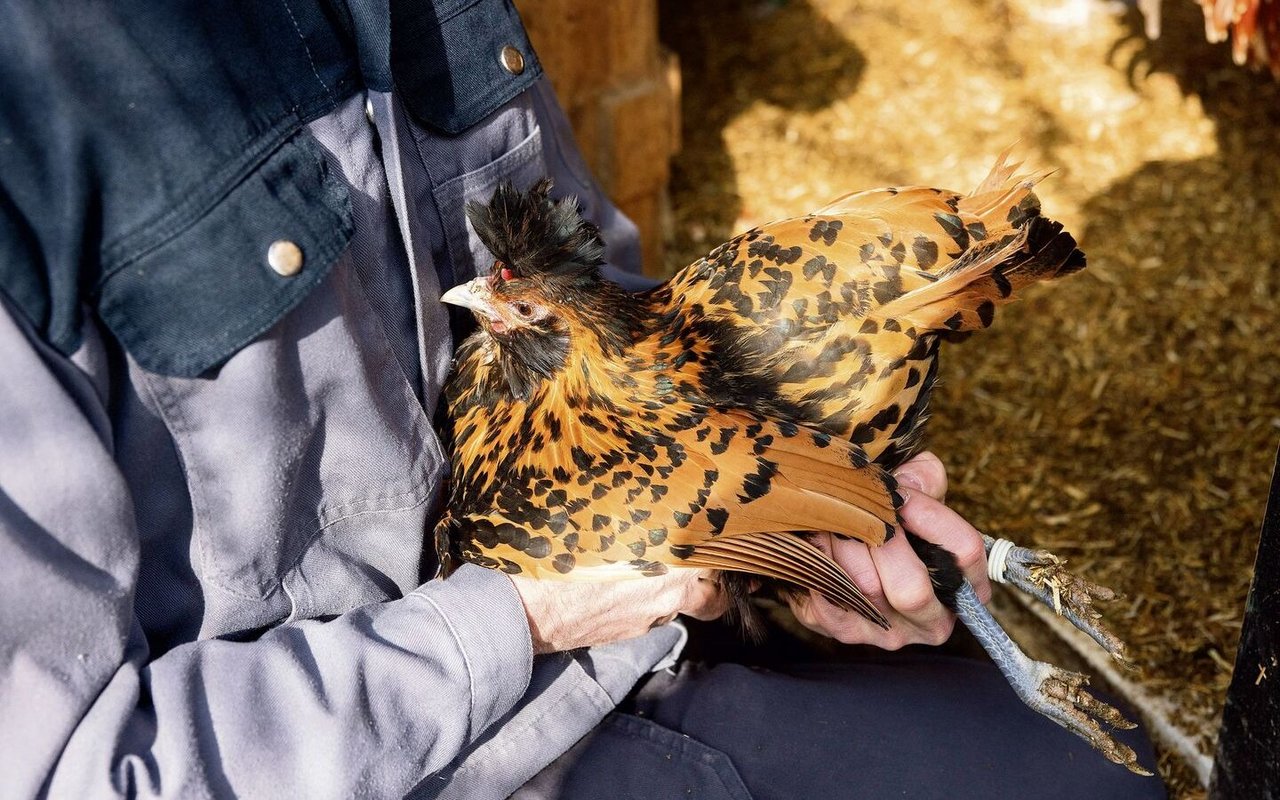 Typisch für das Tiroler Huhn ist die Federhaube auf dem Kopf. Ohne empfindliche Kämme und Kehllappen sind sie besonders winterfest.