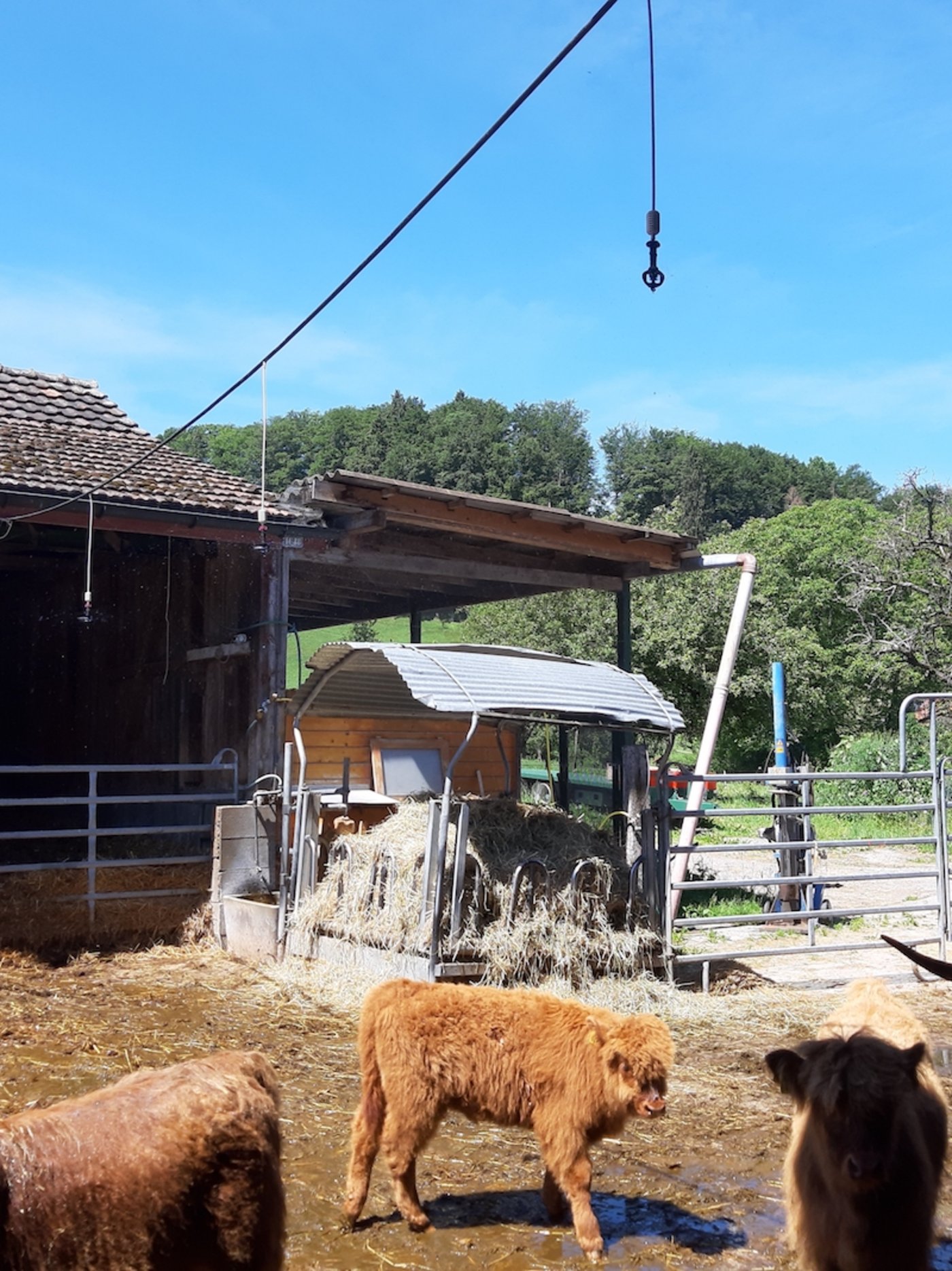 Kühlung auf dem Highlandhof in Bauma. (Bild Ruth Burch)