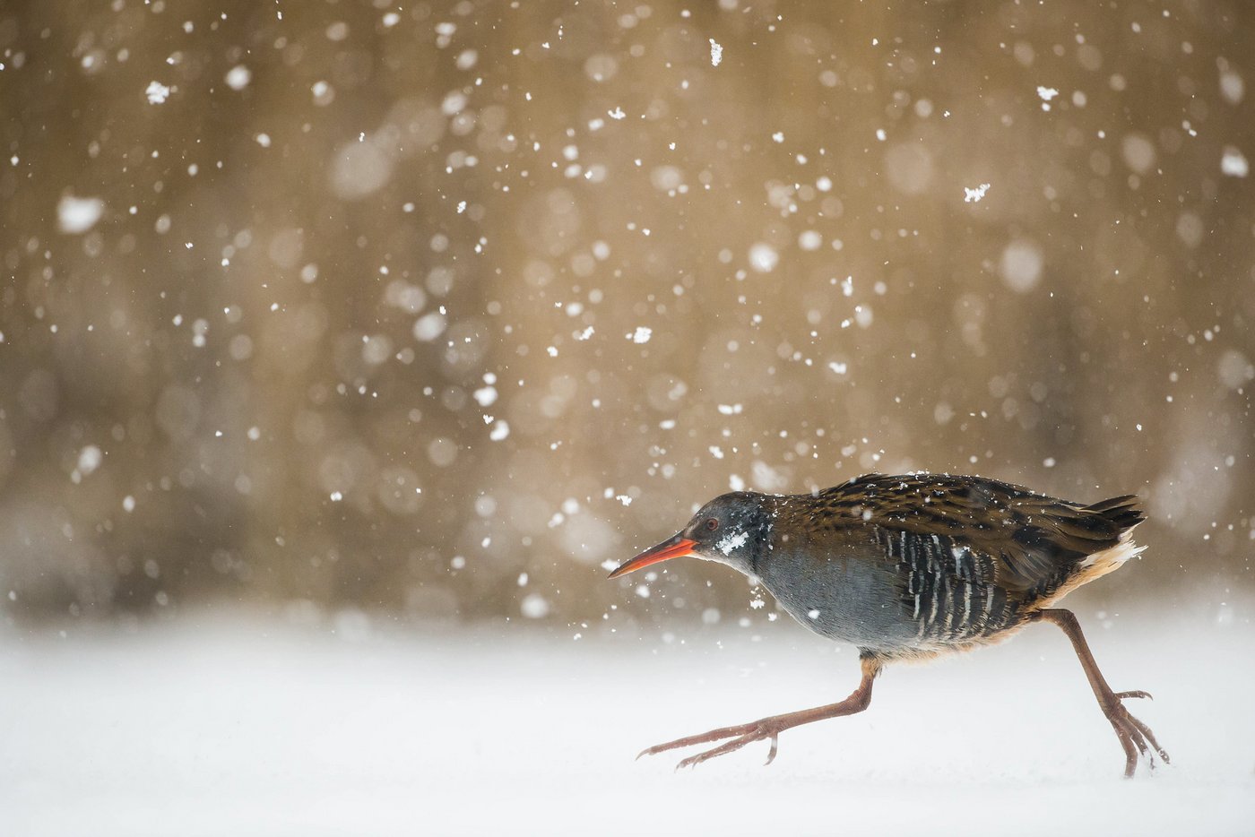 Eine Wasserralle sucht rennend die sichere Deckung des Schilfs auf. Das Foto erreichte den dritten Rang. (Foto: © Ralf Kistowski)