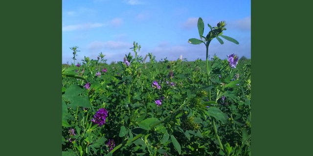 Bei 2-jähriger Nutzungsdauer kann die Luzerne fünfmal jährlich genutzt werden. (Bild Raphael Vogel, LBBZ Schluechthof)