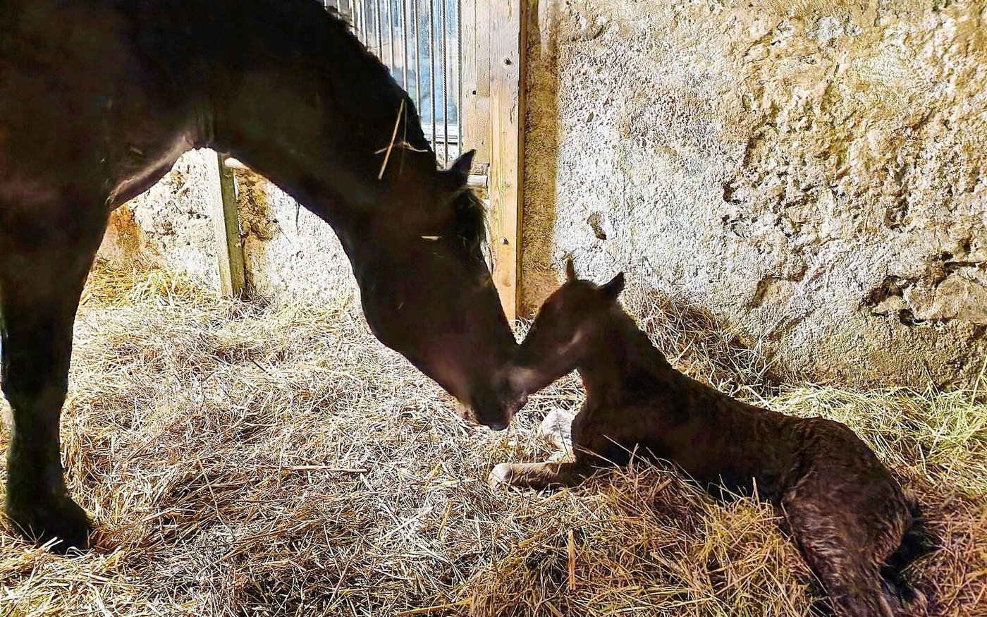 Bei den Freibergern denken die Züchter seit jeher in Linien. Der Bund sagt nun, dass dieses Denkmuster der Rasse mehr schade, denn nütze.