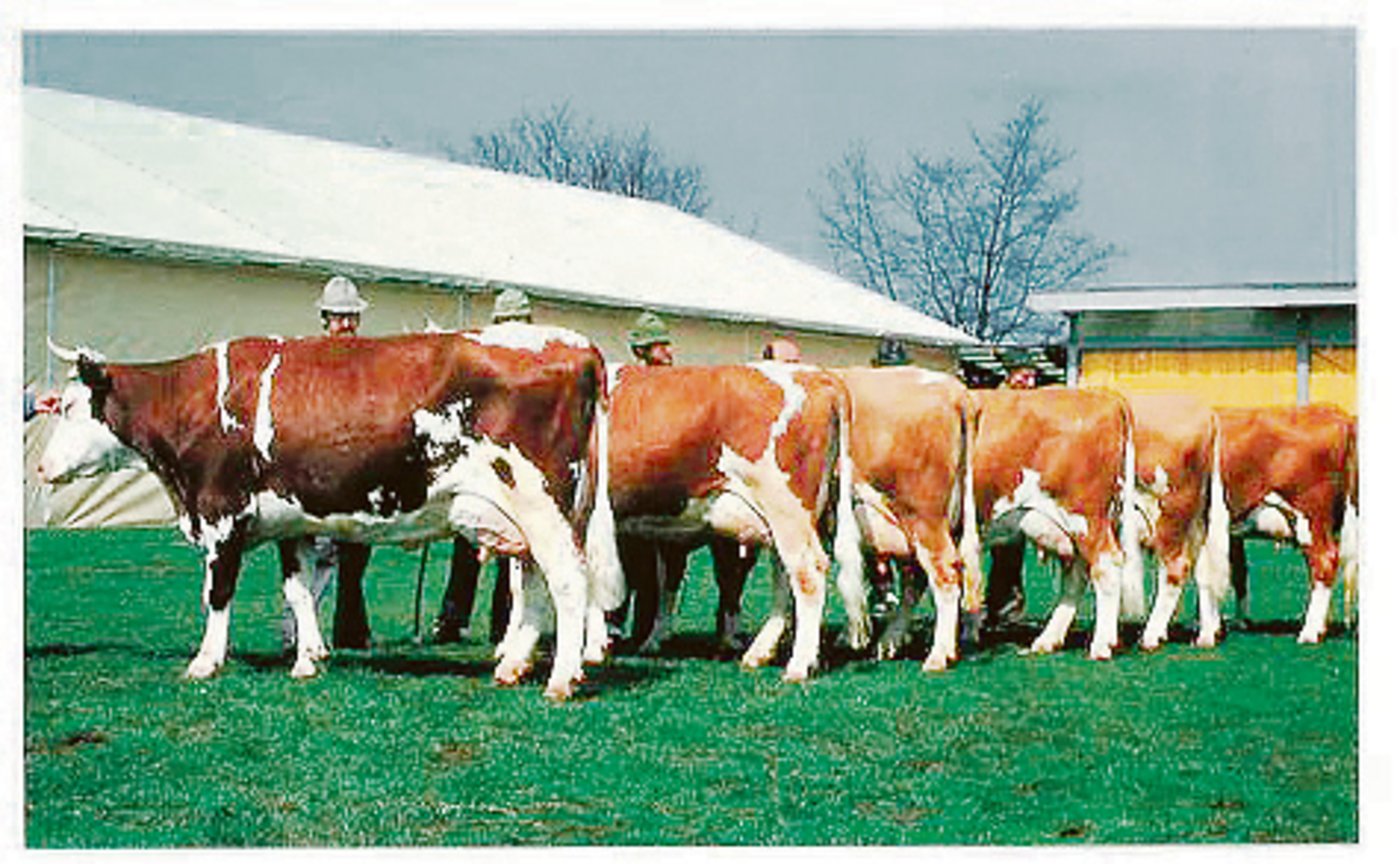 Hier zeigte Trimbo seine Töchter-Nachzuchtgruppe in Bern. Schöne Kuh mit guten Eutern.(Bild zVg)