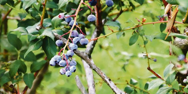 Die Ernte der Blaubeeren ist aufwendig.