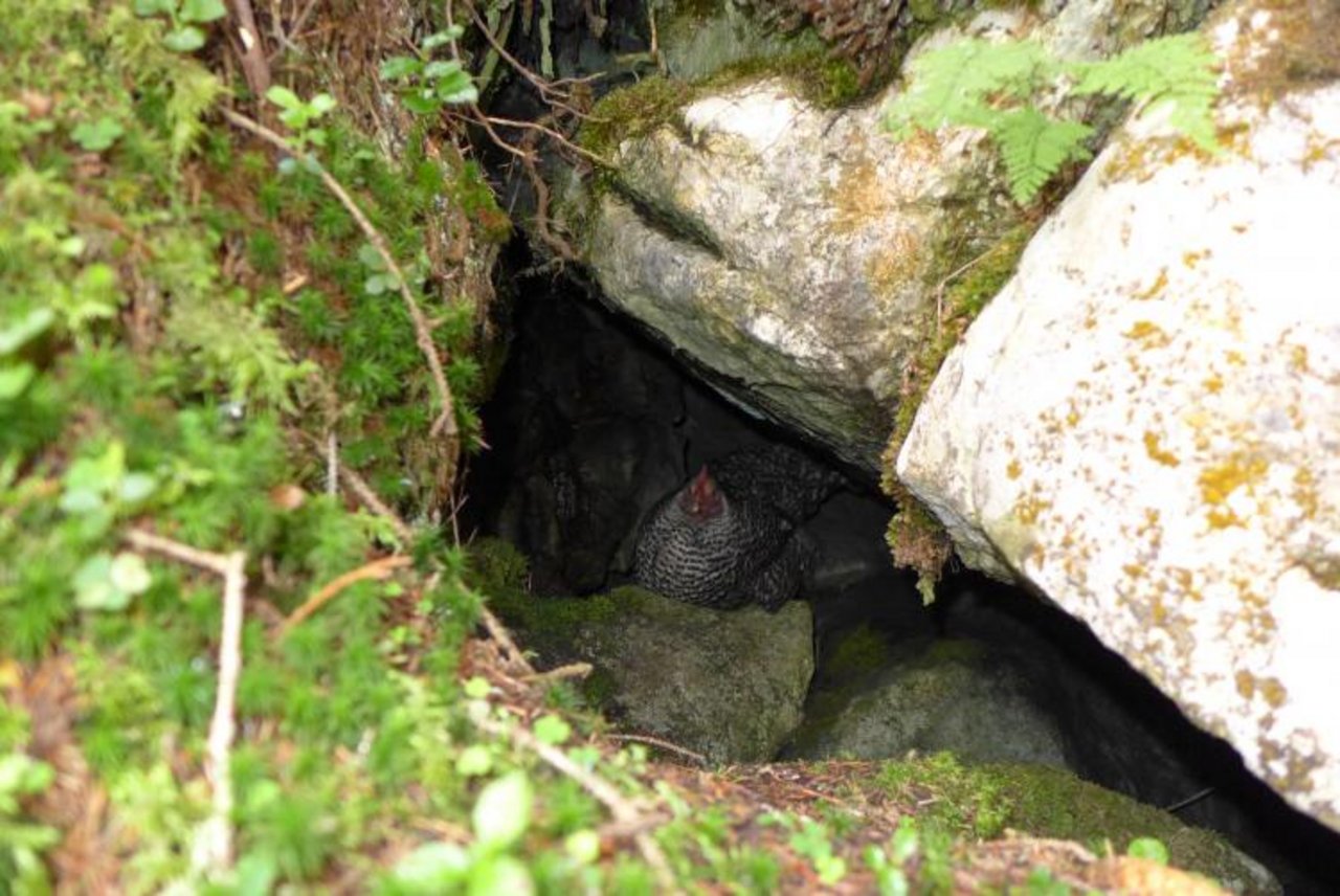 Die Hühner versteckten sich in den Felsen. (Bild zVg)