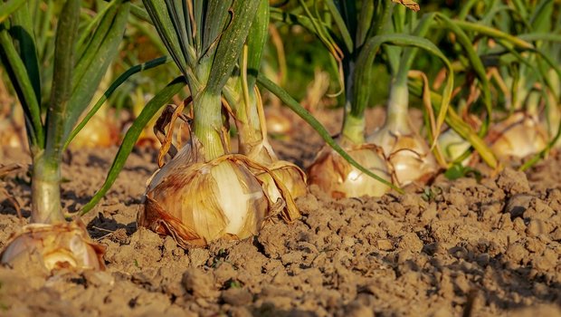 Bei den Spezialkulturen können laut Vorschlag des Bundes nur Gemüsekulturen an der Massnahme «Humusbilanz via Humusrechner» teilnehmen. (Bild Pixabay)