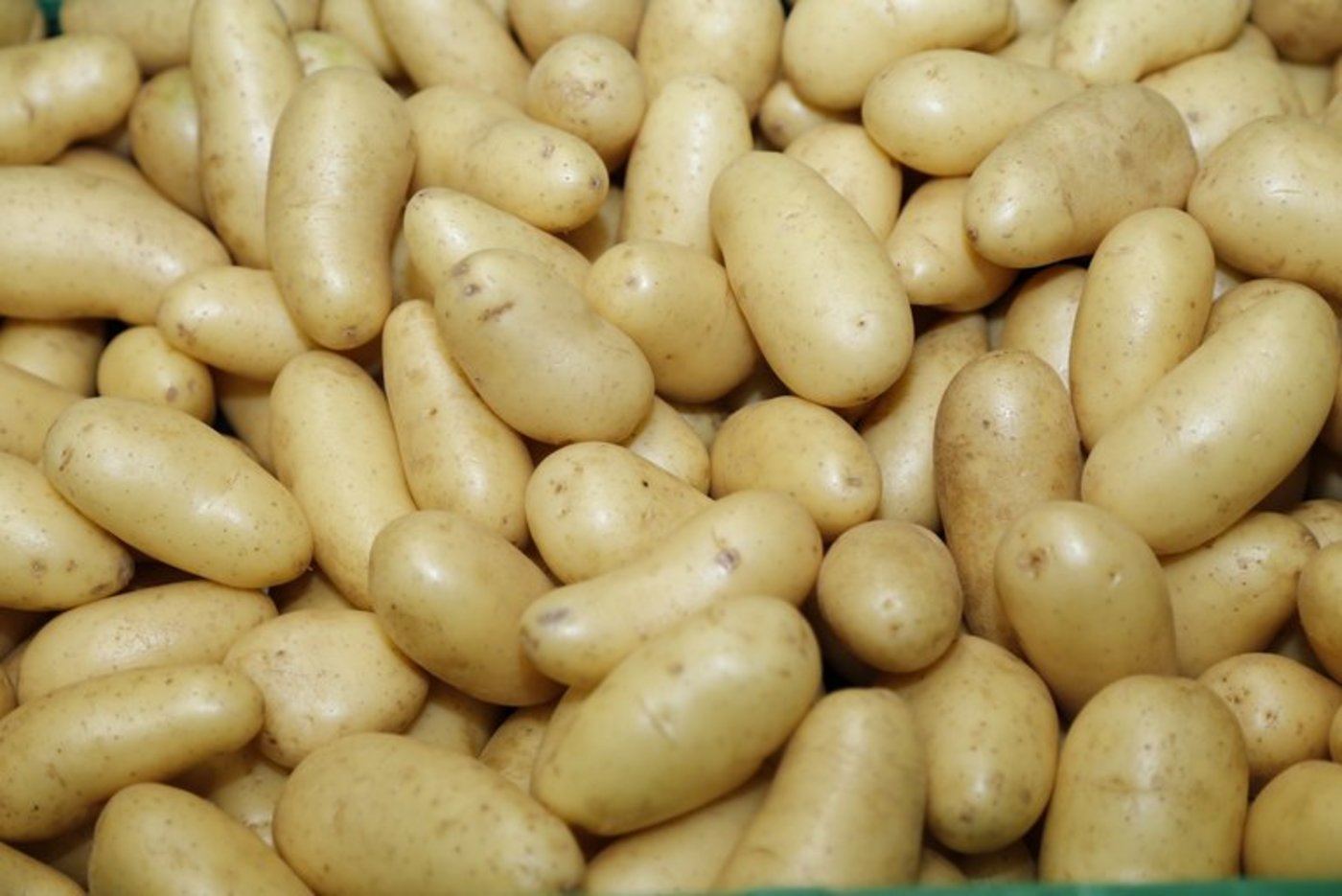 Österreich: Aufgrund einer schlechten Ernte 2018 mussten viele Kartoffeln nach importiert werden. Sie stammen allerdings aus zweifelhaften Anbausystemen. (Bild mw)