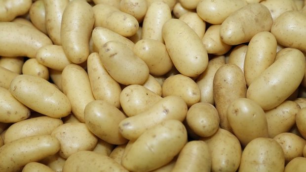 Österreich: Aufgrund einer schlechten Ernte 2018 mussten viele Kartoffeln nach importiert werden. Sie stammen allerdings aus zweifelhaften Anbausystemen. (Bild mw)