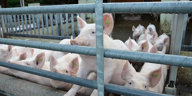 Vor allem kleine Betriebe wollen den Betrieb aufgeben. (Symbolbild Aline Küenzi) 